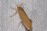 Crassa unitella