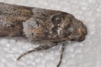 Blastobasis glandulella