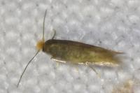 Bucculatrix cristatella