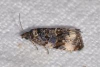 Endothenia gr. gentianaeana