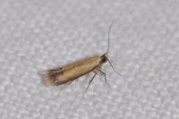 Coptotriche marginea