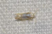 Phyllonorycter roboris