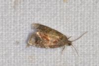 Ditula angustiorana