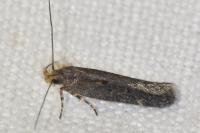 Aroga velocella