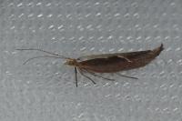 Ypsolopha dentella