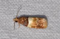 Epinotia festivana