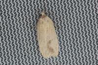 Agonopterix kaekeritziana
