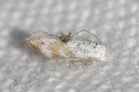 Bucculatrix frangutella