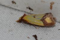 Agapeta zoegana
