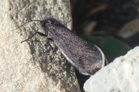 Typhonia ciliaris