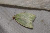 Tortrix viridana