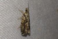Zeiraphera isertana