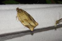Choristoneura hebenstreitella