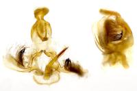Clepsis consimilana