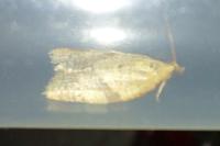 Clepsis consimilana