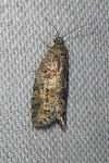 Cnephasia asseclana