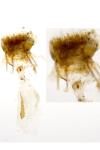 Cnephasia asseclana