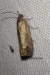 Cydia pomonella