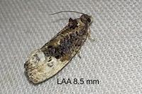 Hedya nubiferana