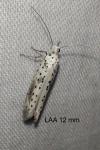 Yponomeuta irrorella
