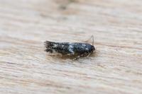 Elachista consortella