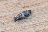 Elachista consortella