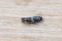 Elachista consortella