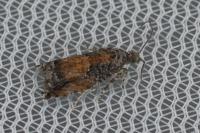Epinotia nisella