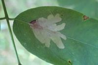 Parectopa robiniella