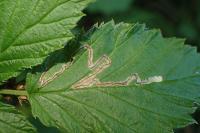 Stigmella aurella