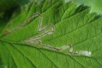 Stigmella aurella