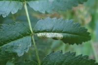Phyllonorycter sorbi