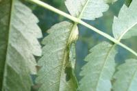 Phyllonorycter sorbi
