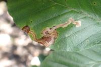 Stigmella hemargyrella