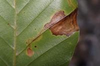 Stigmella hemargyrella