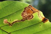 Stigmella hemargyrella