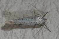 Yponomeuta evonymella