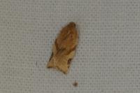 Paramesia gnomana