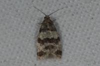 Isotrias rectifasciana