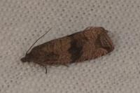 Celypha striana