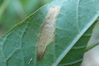 Calybites phasianipennella
