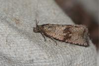 Celypha striana