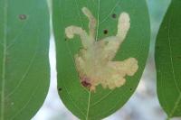 Parectopa robiniella
