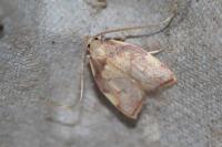 Carcina quercana