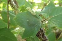 Phyllonorycter platani