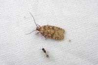 Agonopterix ferocella