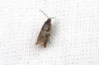 Ancylis comptana