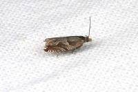 Ancylis comptana