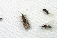 Ancylis apicella