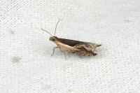 Ancylis apicella